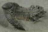 Top Quality Lichid Trilobite (Akantharges) - Tinejdad, Morocco #350478-3